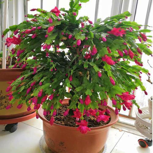 蟹爪兰，株型优美，观赏价值高，盆栽要如何管理呢