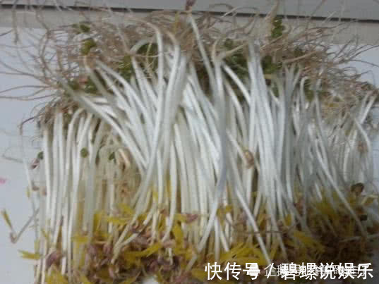 出芽率|终于找到发绿豆芽出芽率高的方法了，4天就能吃，口感脆嫩又健康