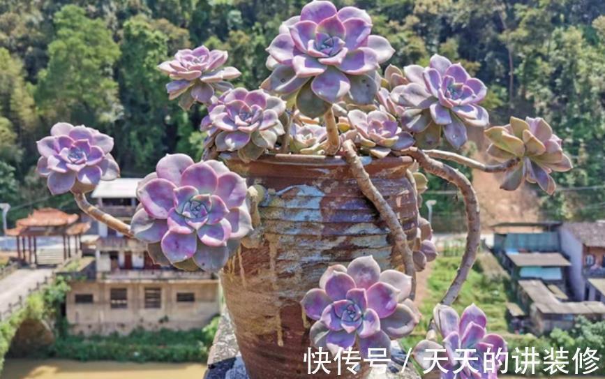 营养土|推荐几款皮实的多肉,不用花钱买营养土,路边的园土就能养出状态