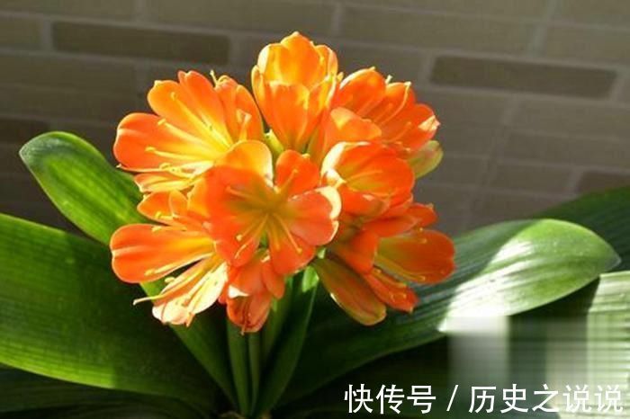 观赏|养一盆君子兰，观赏性极佳，浇水时记住口诀，肉质感强开花美