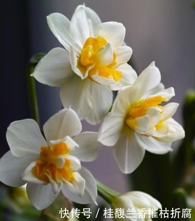 懂花人都养这些花,不仅花好看,名字也好听,花开灿烂