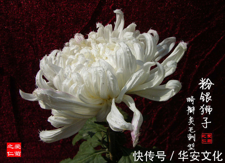 喜欢菊花，就养这几盆“菊中珍品”，似雪中莲，洁白神圣！