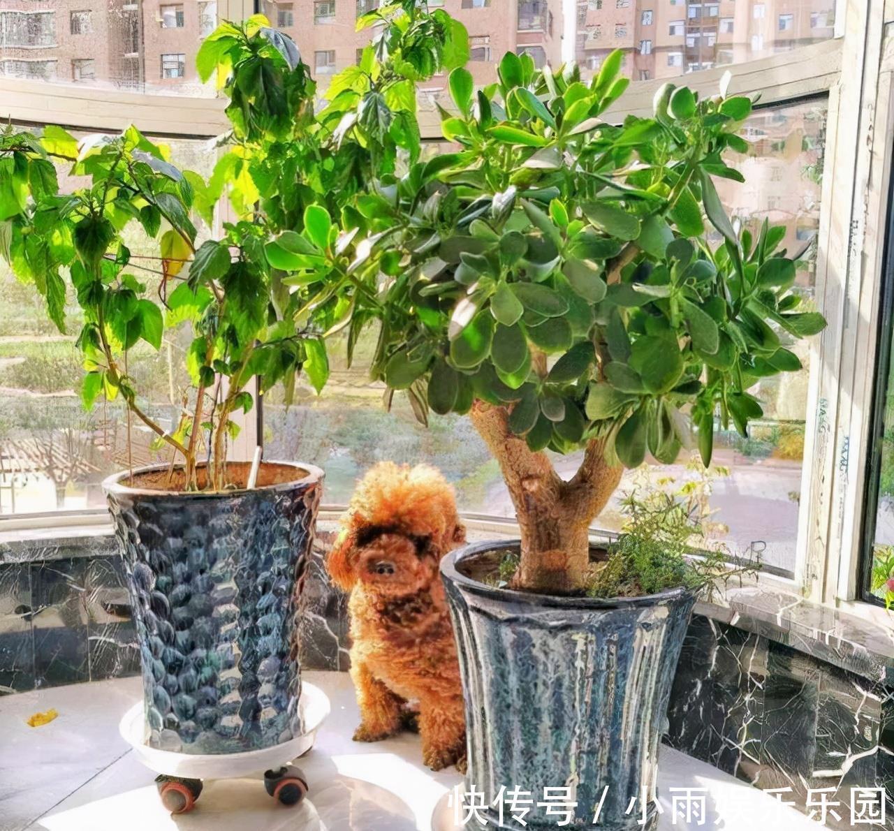 家里不要乱养花！6种养人花，吸废气制氧气，还有旺家的好寓意