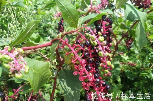 胭脂香粉|农村一种稀罕野草，形似山萝卜，根似人参，农民称之为“金七娘”