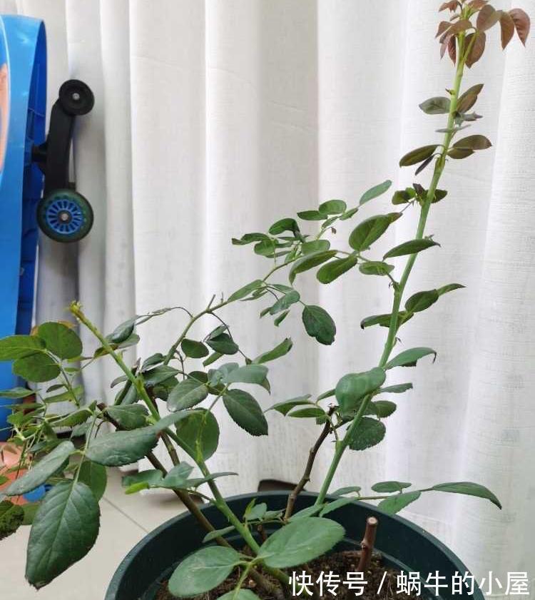 黄叶子|月季这样养，叶子一直绿油油的，满头花苞，美不胜收