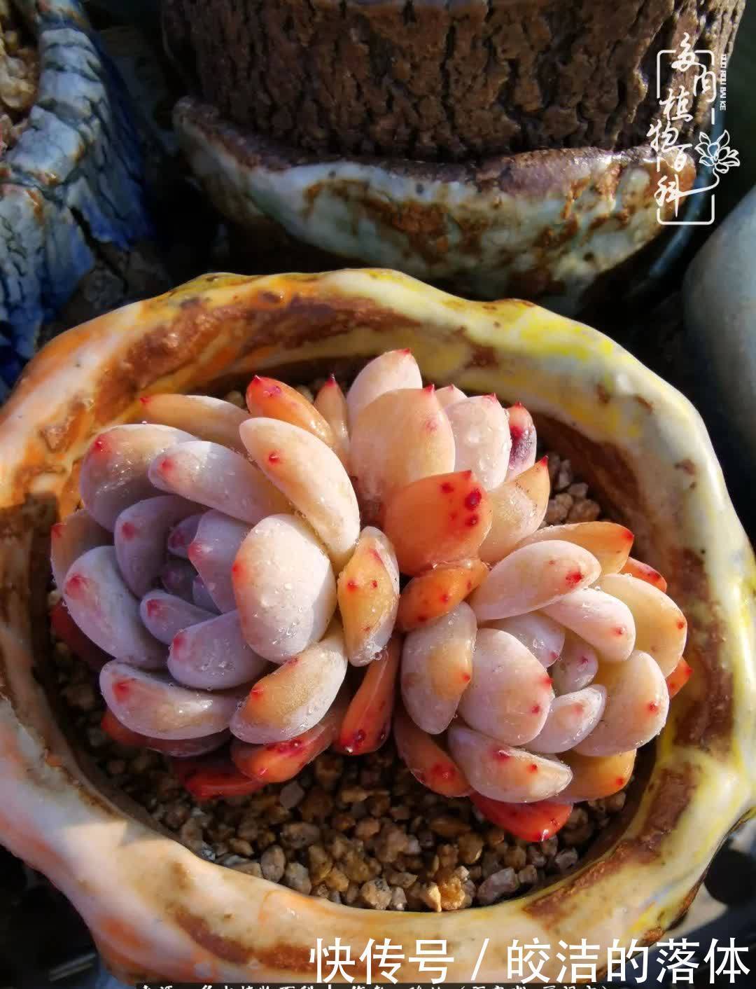 百度|我与多肉那些不得不说的故事!