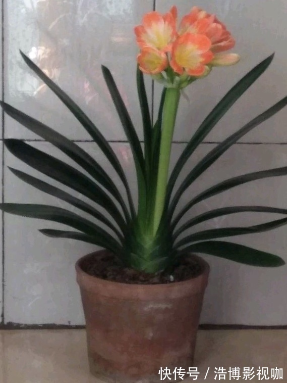 秋凉后,养3种花,最好换盆、换土,到时候不开花、黄叶