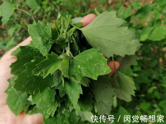 老化会|人没老,腿先老!路边的“天然钙库”,补钙比鸡蛋强太多,还免费