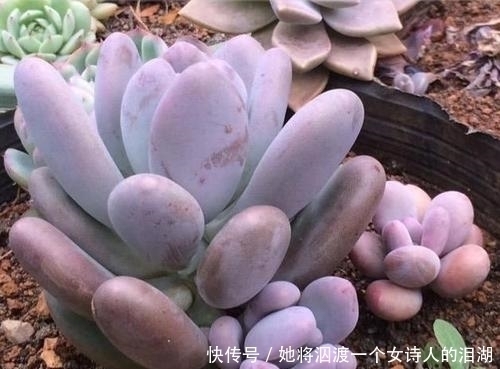 冬天养多肉,做好4件事,肉肉依旧肥美,阳台党也能养出状态!