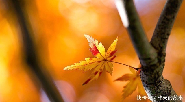 梦境|白居易最难解的一首诗,意境美得令人沉醉,苏轼模仿后成了经典