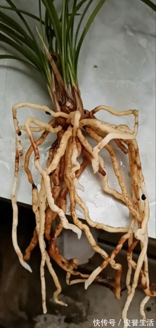 嗖嗖|养兰花“第一步”，做好了，花箭嗖嗖冒，越长越顺利