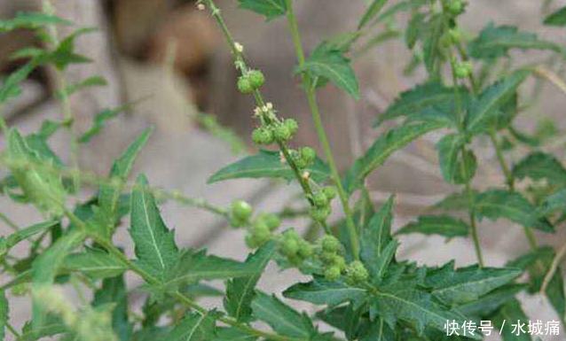 活血化瘀|十个人九个腰痛,用此草泡水喝,活血化瘀,腰不痛了,早喝早好