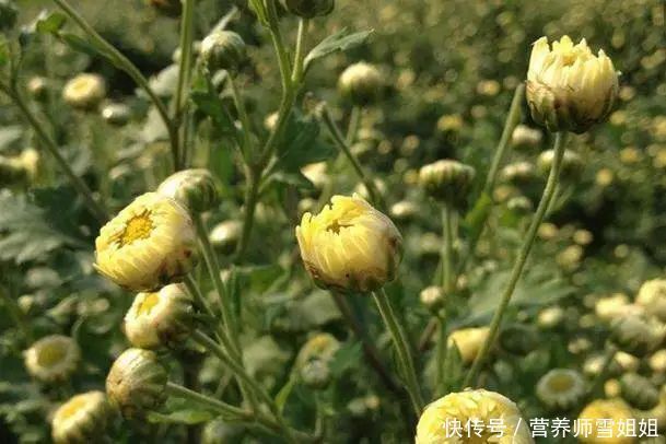 春季，重养生，多食三菜，常饮三茶，调好三气，打好全年健康基础