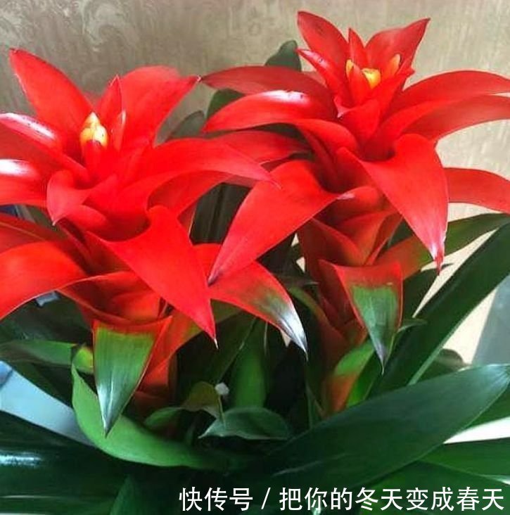 4种花很漂亮，好养易活能爆盆，简单易成活，养在哪里都爆盆