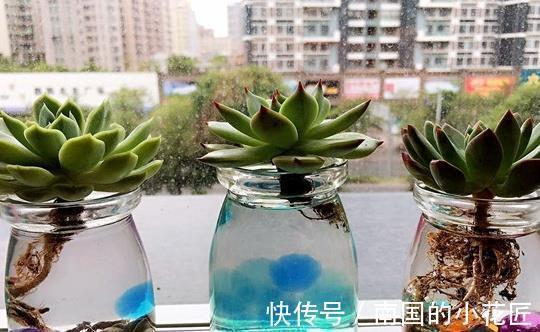 多肉植物养不活,扔水池里3天,自己生根长叶,原来还能这么养