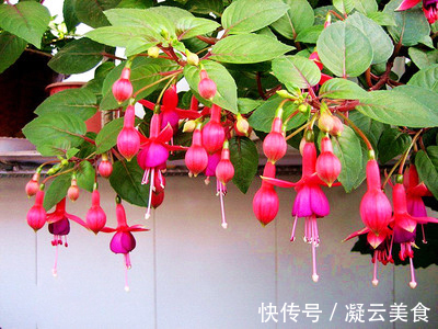 这2种花卉“养不好”教你学会“3招”,花卉顺利生长,开花不断