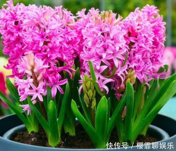 适合养在阳台的几款花卉,新手也能养爆盆,沾点水就疯长