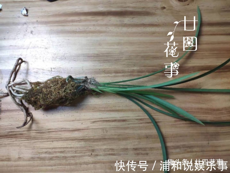 根系|网购兰花服盆难,关键在于上盆前,简单4步服盆快,不僵苗发芽多
