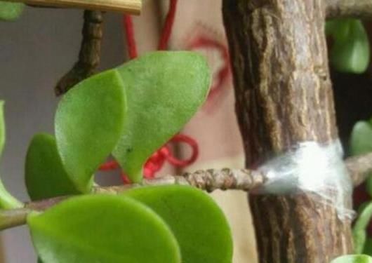 养马齿苋树|马齿苋树太廉价一根枝条,一碗汤,长成老桩,变“万元盆景”