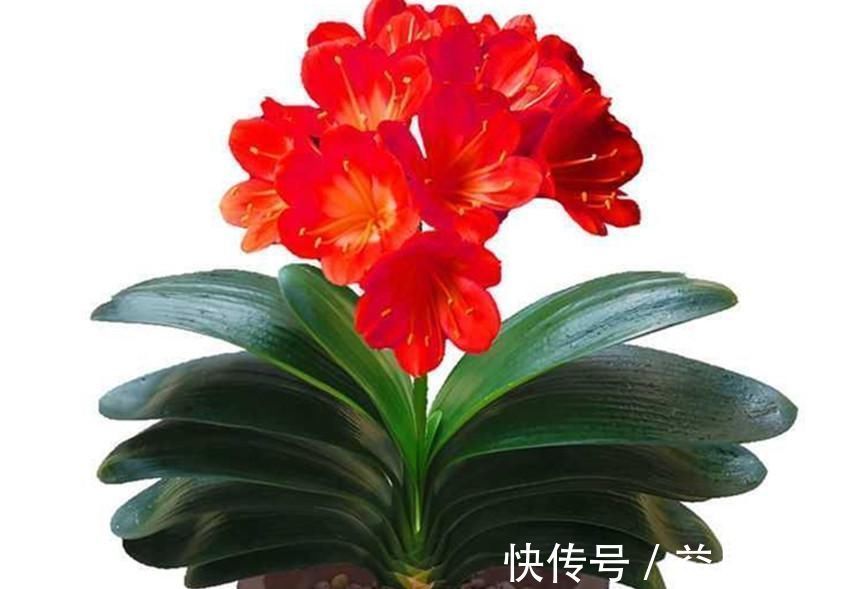 养兰花、君子兰你还施肥吗在土里加它，比肥料长得还好