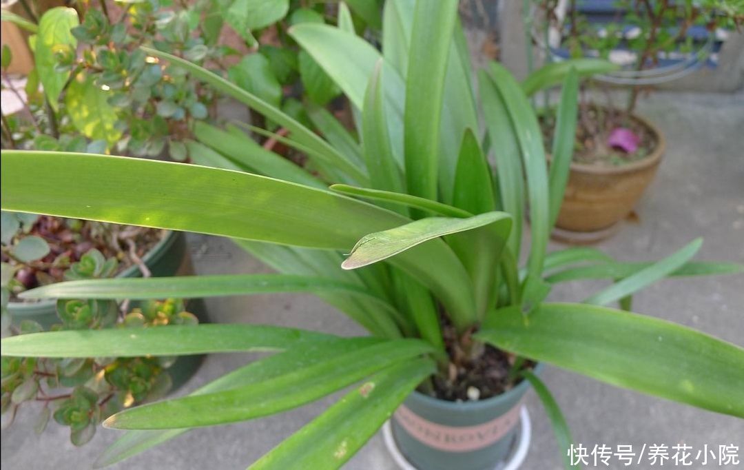 光合作用|夏天朱顶红这么养，种球长得硕大饱满，花期才能开花更大更鲜艳