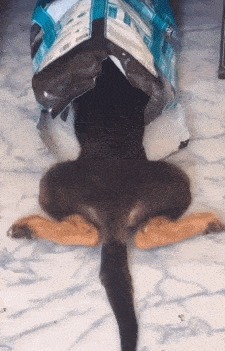 |搞笑GIF趣图:在迪拜,人们这样运输爱车,涨姿势了