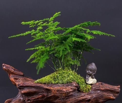 家里光照差?就养此花,耐阴好养,书香味十足,摆上一盆很上档次