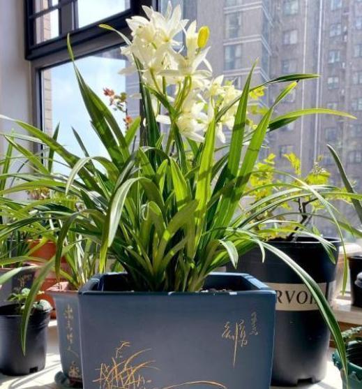 盆栽|盆栽兰花难养护摸清4个管理要点,让你越养越上瘾,再不嫌烦