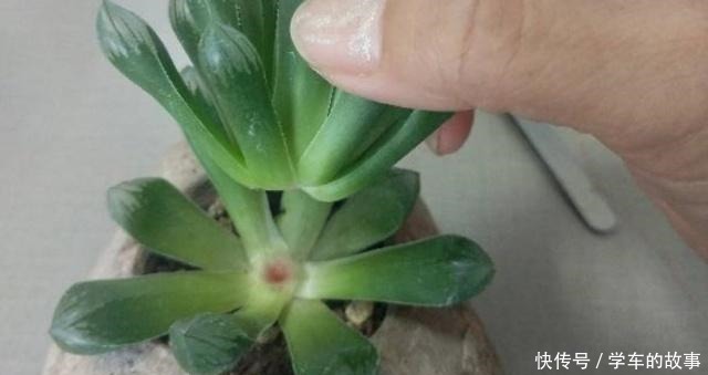 这4种情况要给多肉“砍头”,注意5点,1棵变2棵还带爆头效果!