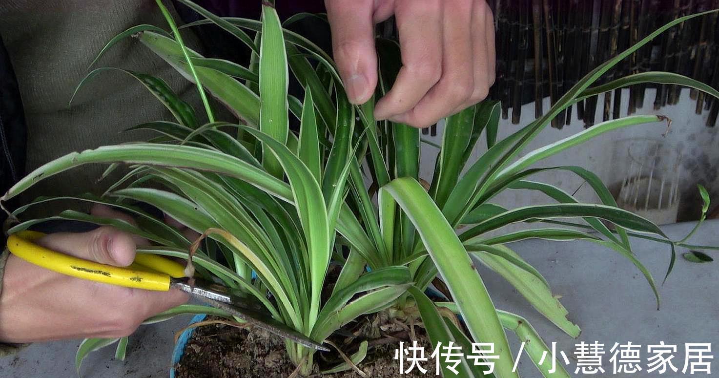 剪口|吊兰长得杂乱无章,偷偷教你一招,叶片油绿宽大,枝繁叶茂