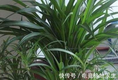 把它埋在花盆里,吊兰疯长成瀑布,花盆都能撑破