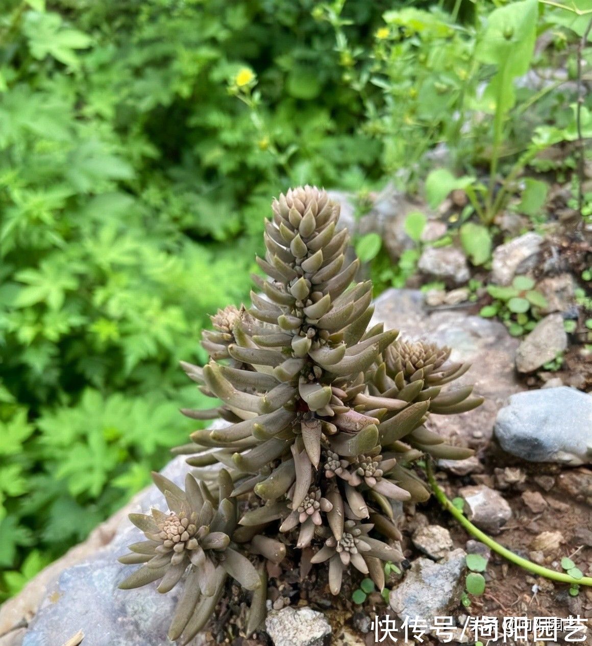 房顶|不花钱的多肉,老家房顶全都是,密密麻麻一大片!带着麻袋挖