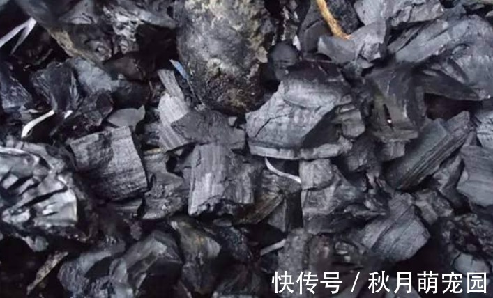 细数木炭养花,至少有4大好处,养啥旺啥