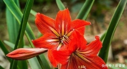 草木灰|草木灰用来养花，生根又快又粗壮！再也不用施肥了！