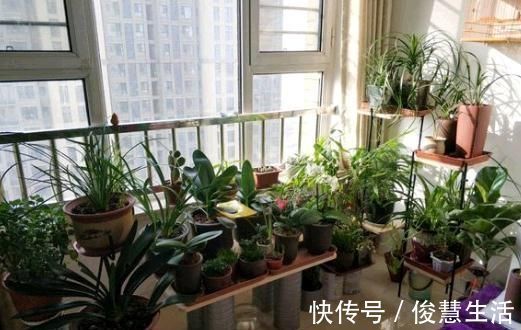 花盆|君子兰,两种“零食”喂下去,叶肥花多,爆满盆