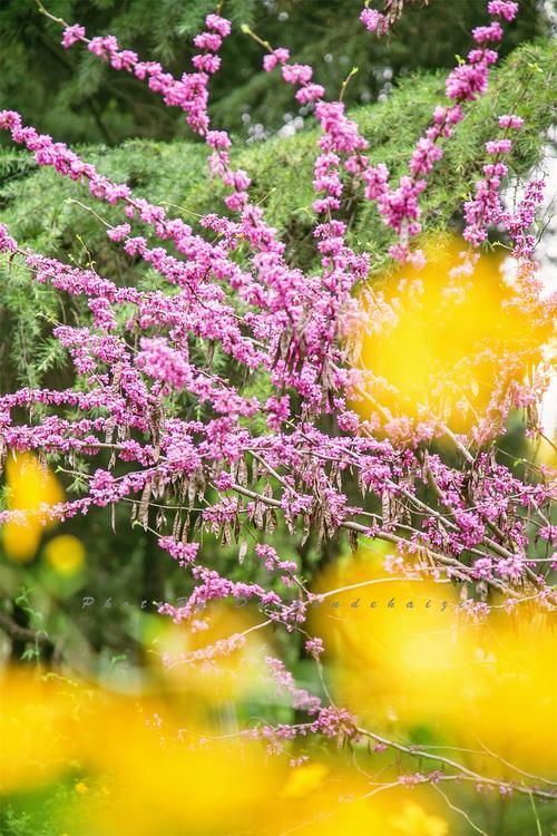 济南百花盛开，周末可以一起去赏花踏春，错过这个春天又得等一年