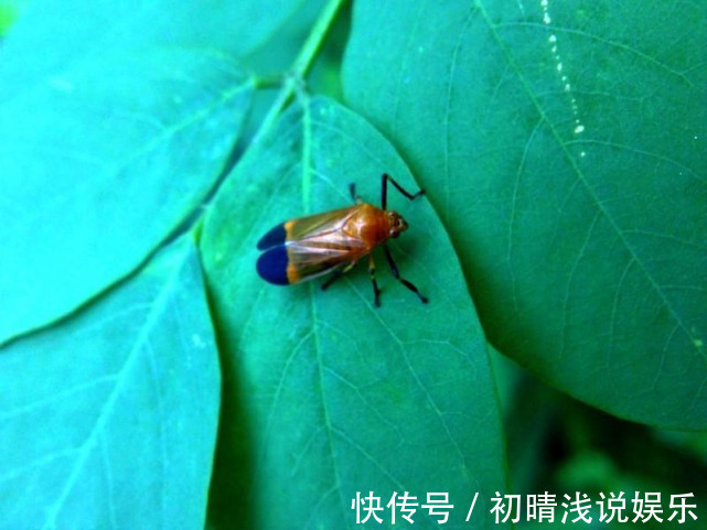 卫生间潮湿,会有很多小飞虫,大家有什么妙招可以解决?