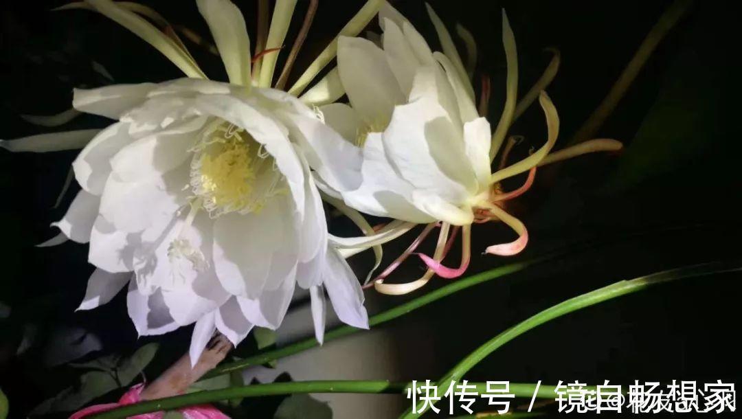 这花真稀罕，刚开花就被掐光了，花钱未必买得到！