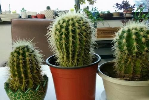 它们是“耐旱花”，盆栽1、2个月浇水1次，轻松花开满树