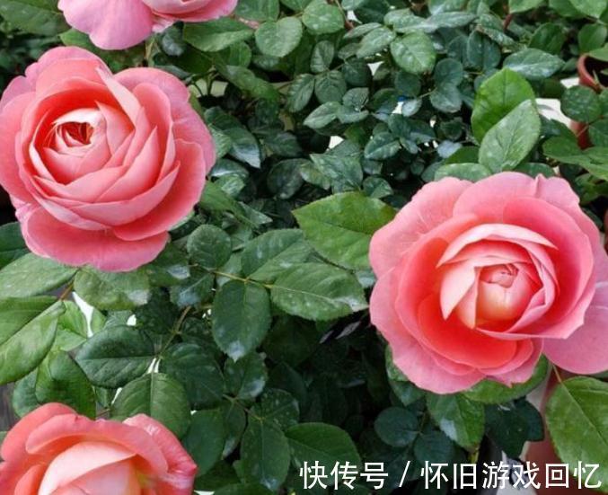 到了1月该不该修月季?掌握住3个技巧,养出又多又壮的新枝