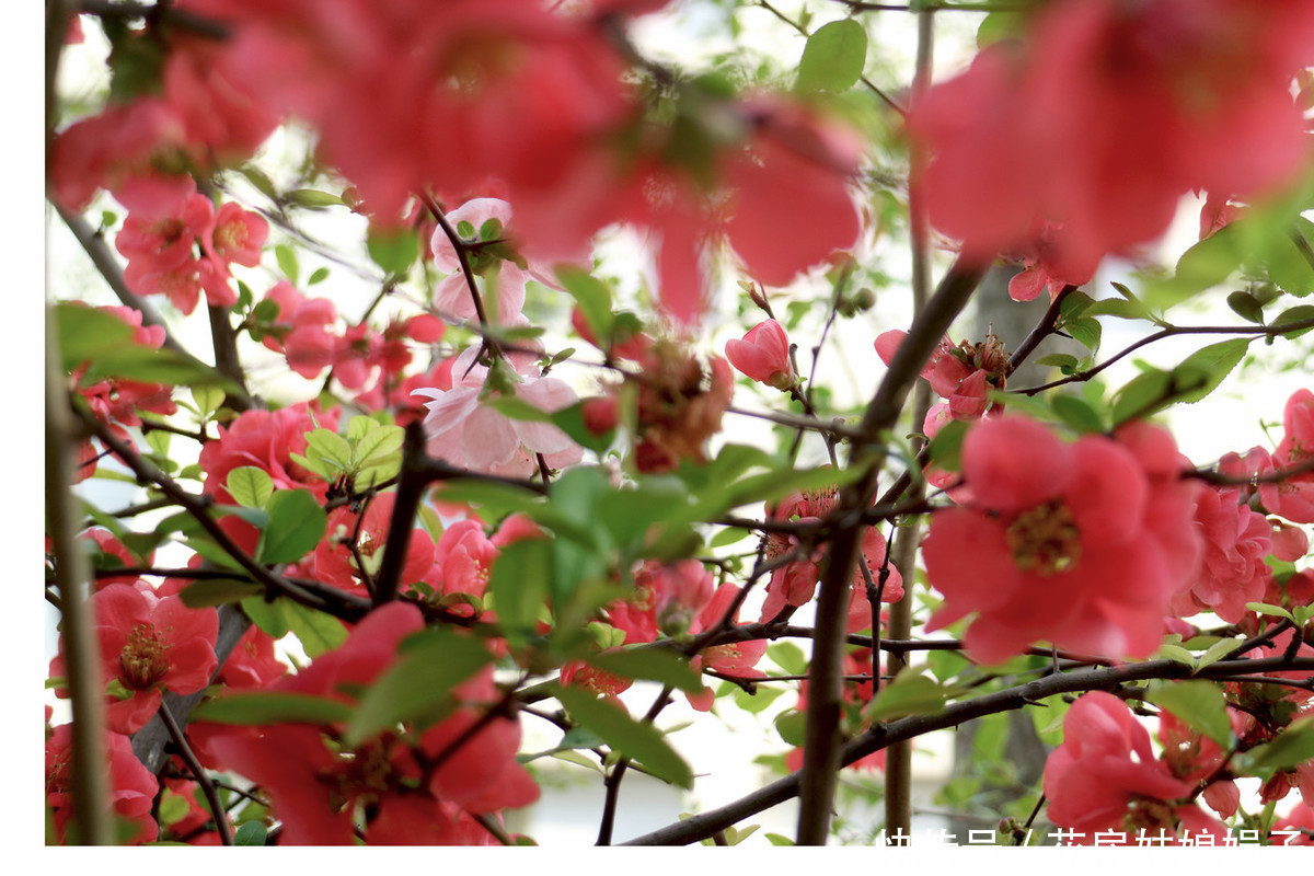 火红的贴梗海棠，种植养护好简单，不用费心管理，开花还多