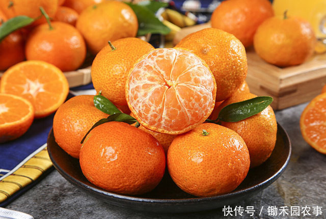 “砂糖橘”有真假,这样的“砂糖橘”,别买,不好吃!4招挑橘子
