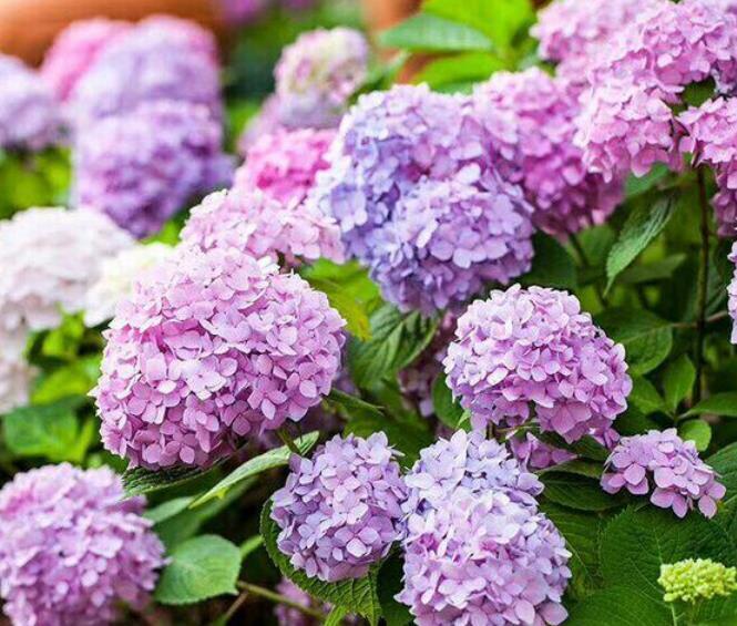 4种花是“爆盆能手”,开花多又漂亮,随便一养成花海!