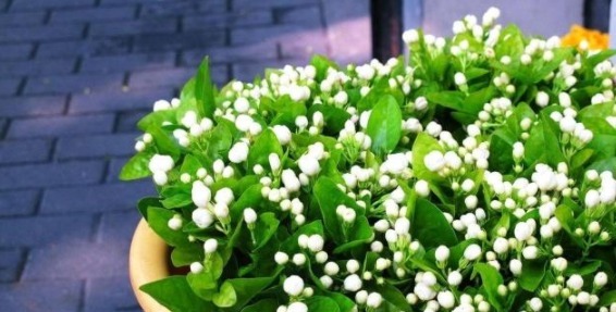 新买的茉莉花做好三点,,保准枝叶常绿,不久可爆盆!