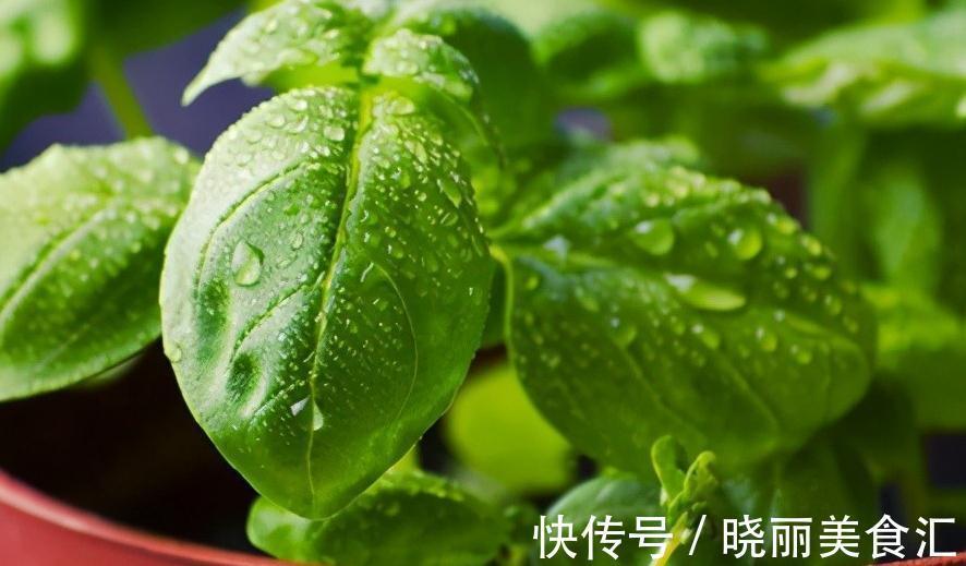 这三种情况下,说明植物需倒盆了