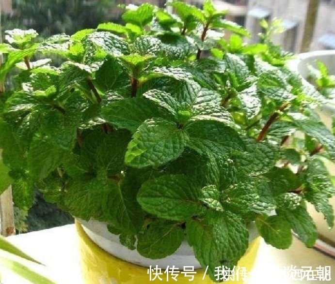 芦荟|最吸“油烟”的花,厨房养2盆,漂亮又净化空气,还能蹭蹭长!