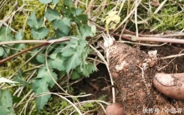 中年|山林里遇到这种植物,记得连根一起挖回家,用来煲汤非常美味