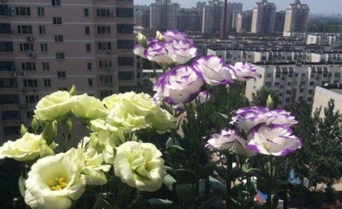 这些花适合夏天养,越“热”越疯长,越“晒”还越开花