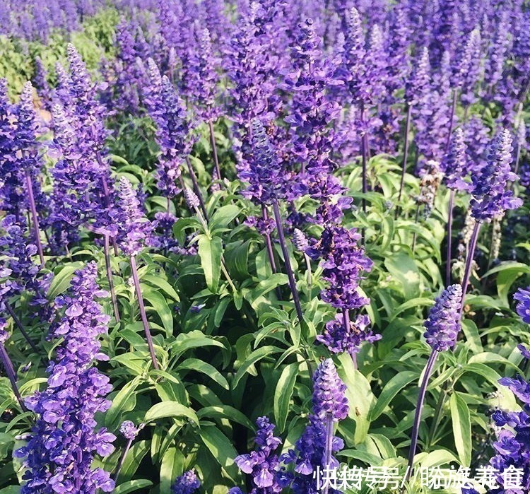 花卉|寓意“紫气东来”的5种花,养在家里“年年”都能开,太赞了