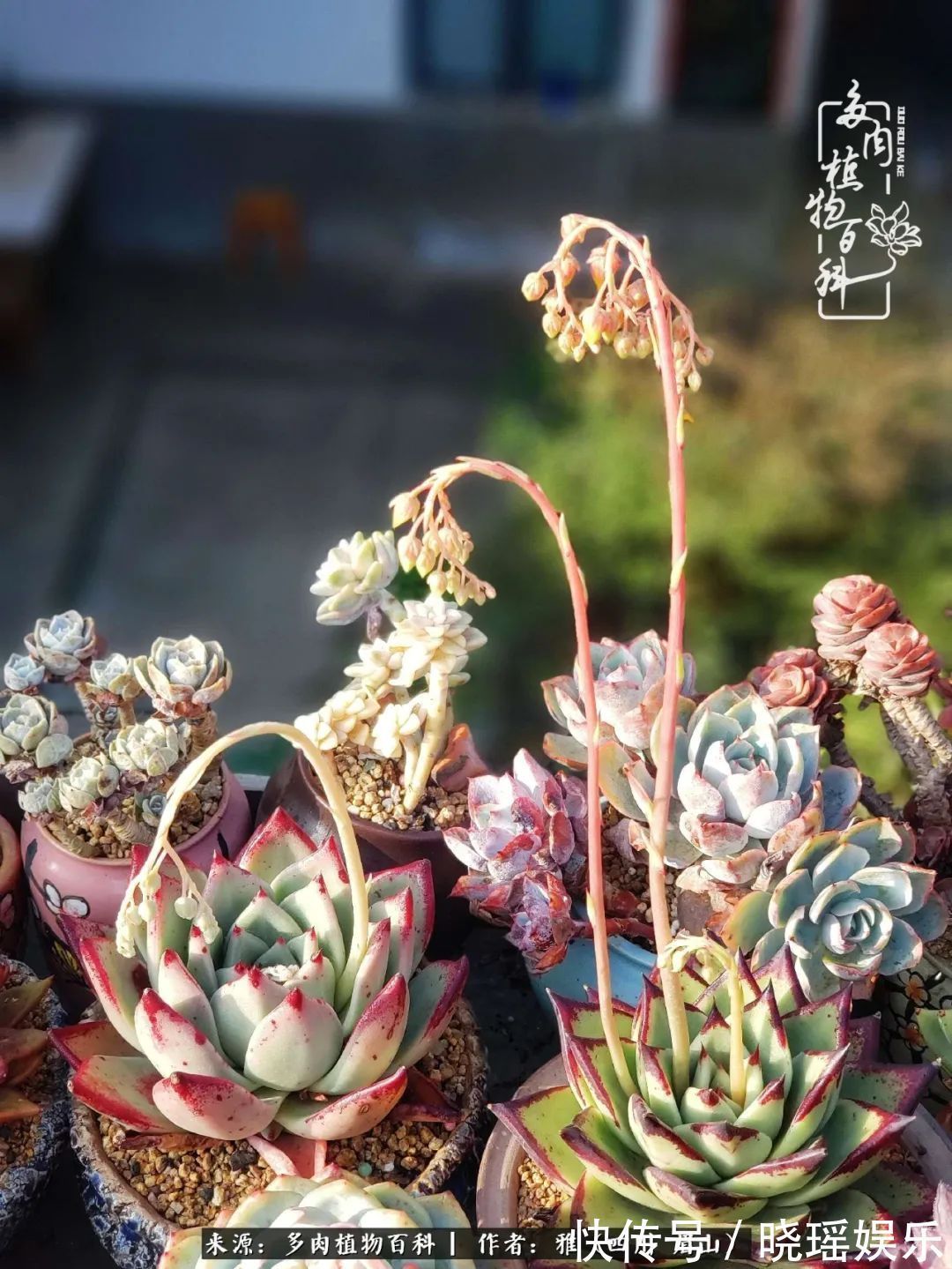 万圣节|养多肉六年,从痴迷到佛系,世事漫随流水,唯有喜爱永恒!